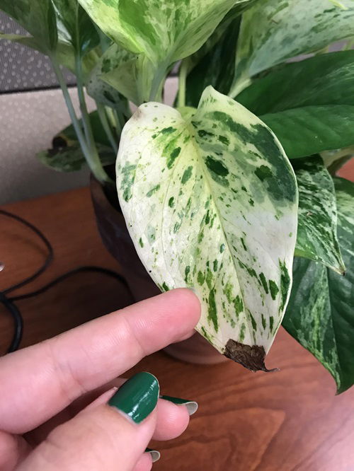 Pothos Brown Tips problem