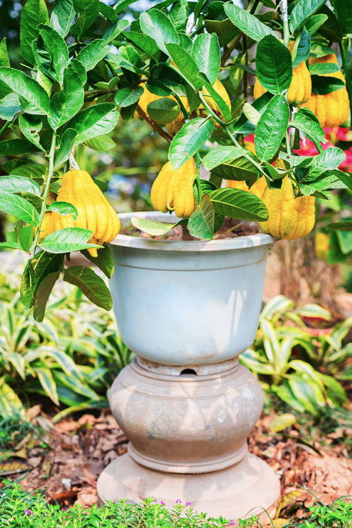 Buddha's Hand Plant With Bizarre Name