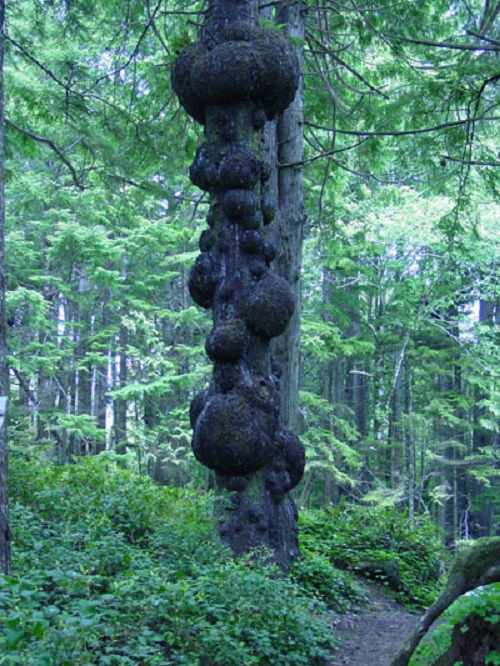 burls on tree trunk