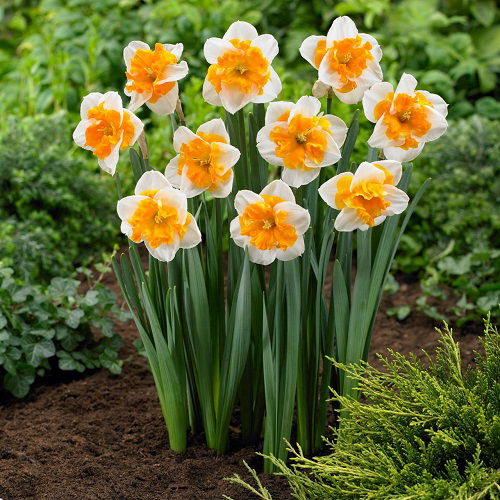 butterfly daffodils bulbs full bloom in garden