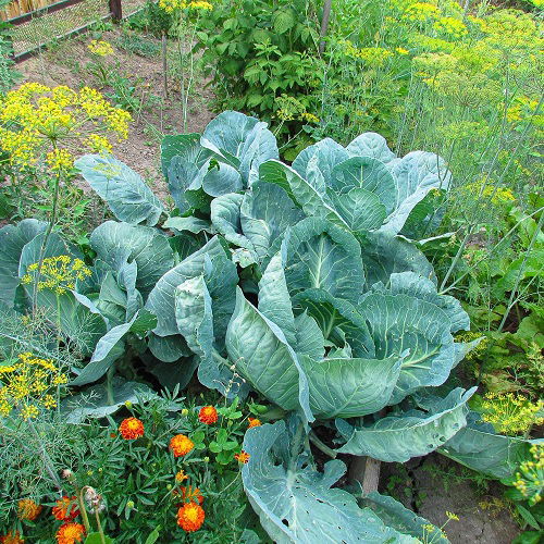 cabbage and dill companion planting