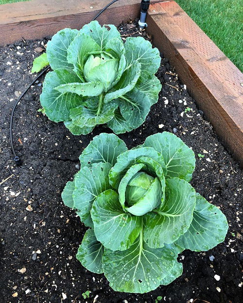 Recommended Plants for February Vegetables 7