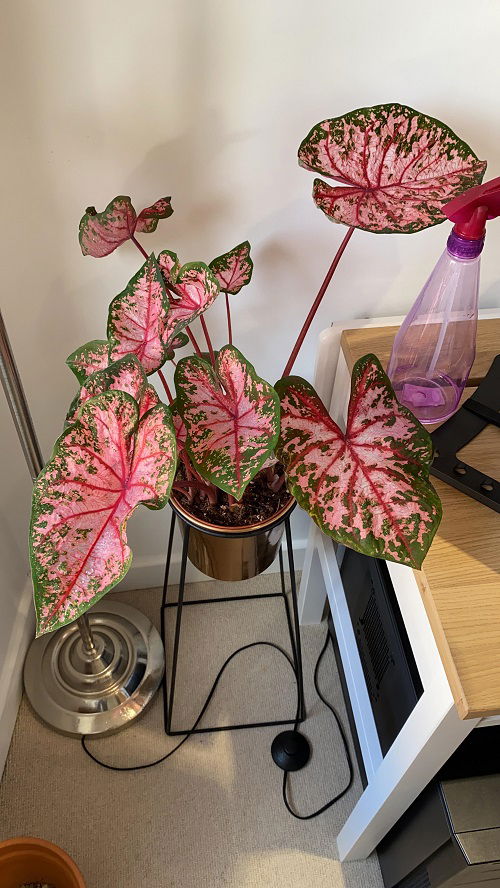 misting of caladium plant in pot