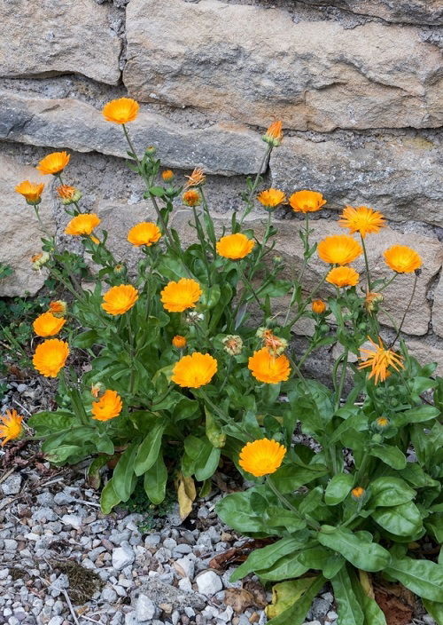 Rosemary Companion Plants calendula