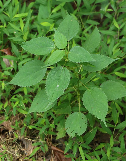 canadian clearweed in garden