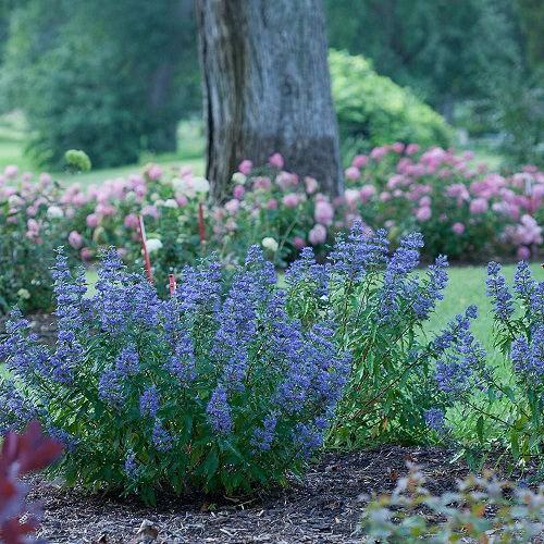 Amazing Blue Flowers for the Garden 3