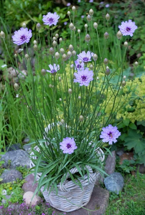 Cupid's Dart Plant With Bizarre Name