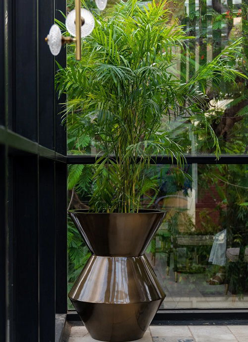 Bamboo palm near window for privacy