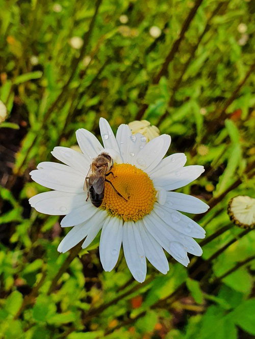 Chamomile Tempt Beneficial Insects