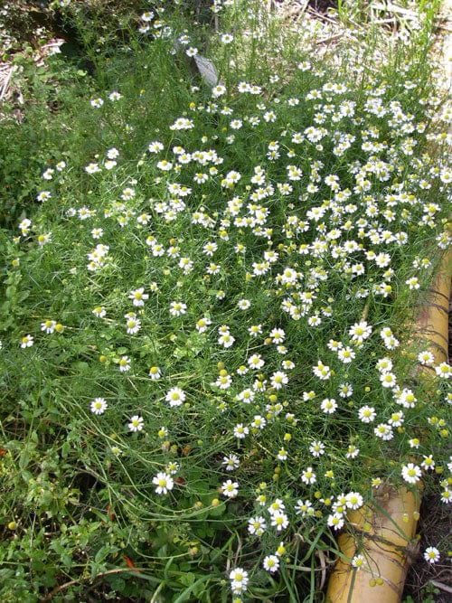 How to Create a Chamomile Border