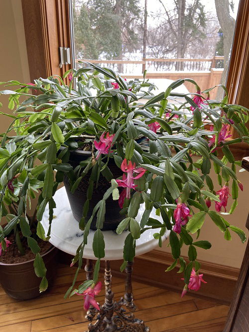 Propagating Christmas Cactus in Water 1