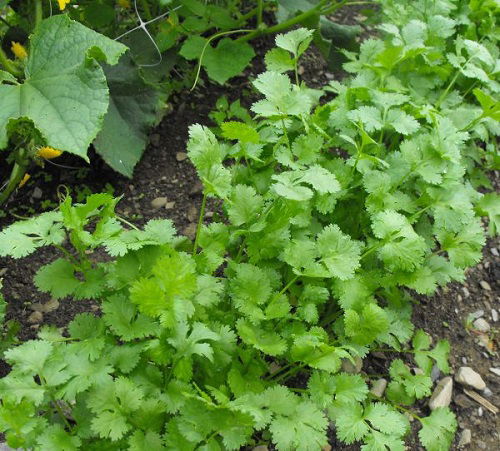 calintro Strawberry Companion Plants