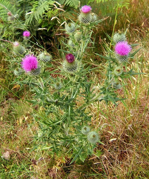 Weeds with Pink Flowers in garden