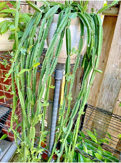 Cissus Quadrangularis Plants that Look Like Noodles 