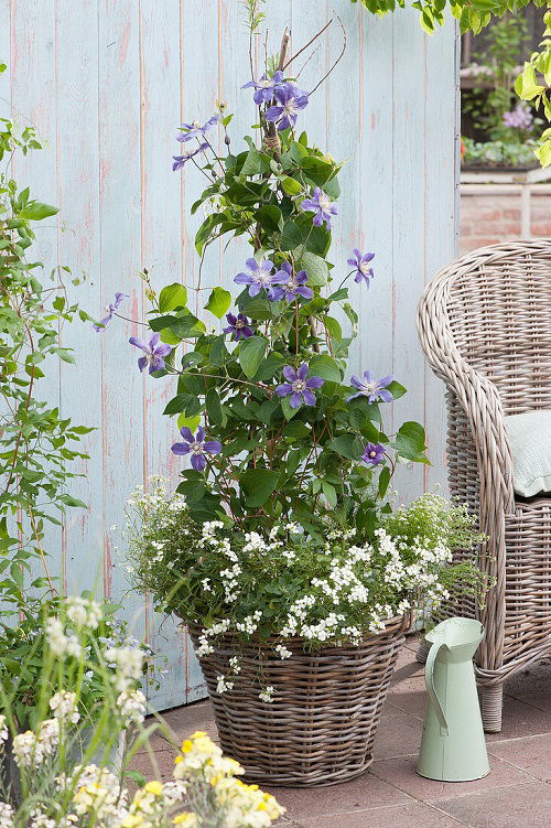 Beautiful Blue Flowers for the Garden