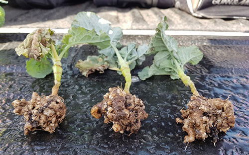 clubroot disease in brassica