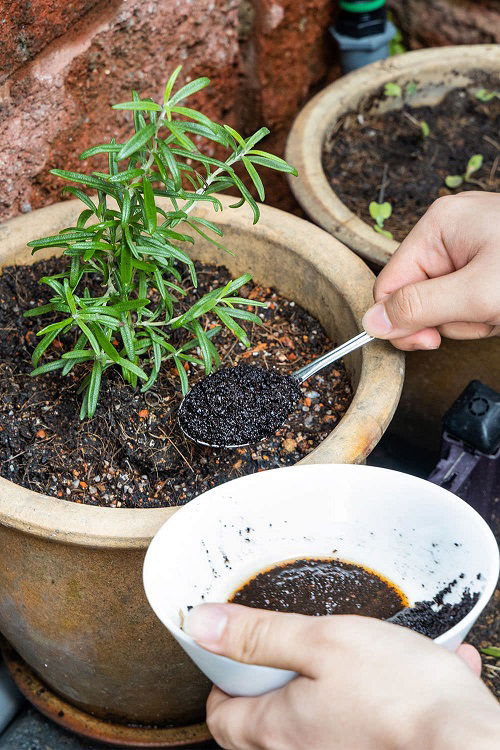 Why You Should Never Fertilize Your Herbs