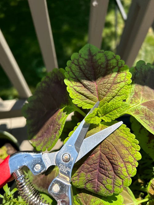 Coleus Spring Pruning