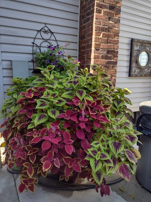 growing multiple coleus varieties for bushier look