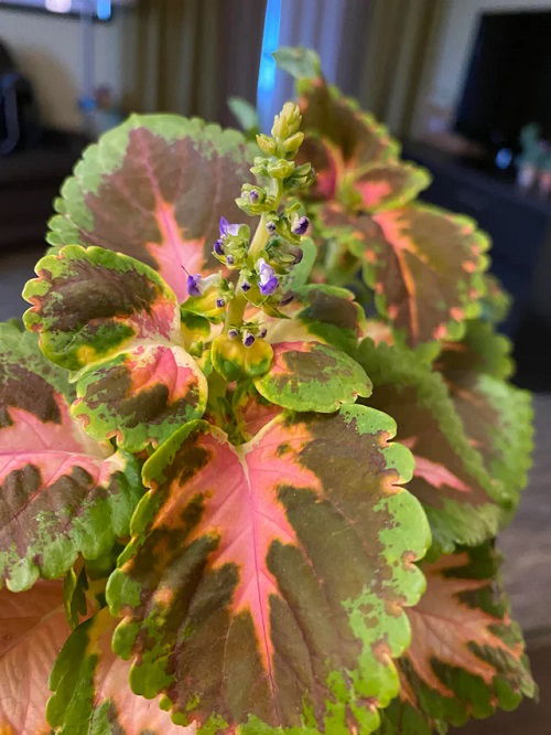 Cut Your Coleus