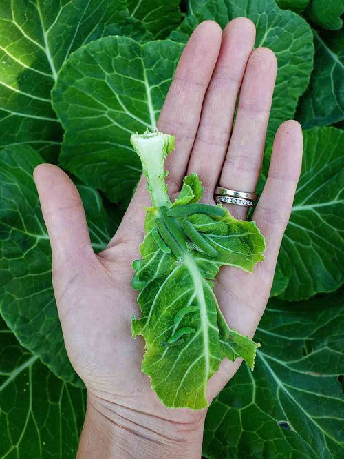 best ways to get rid of cabbage moths and worms 2