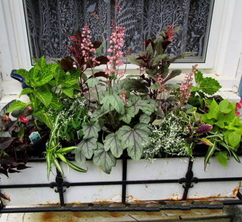 Best Warm Tone Plants For Window Boxes 4