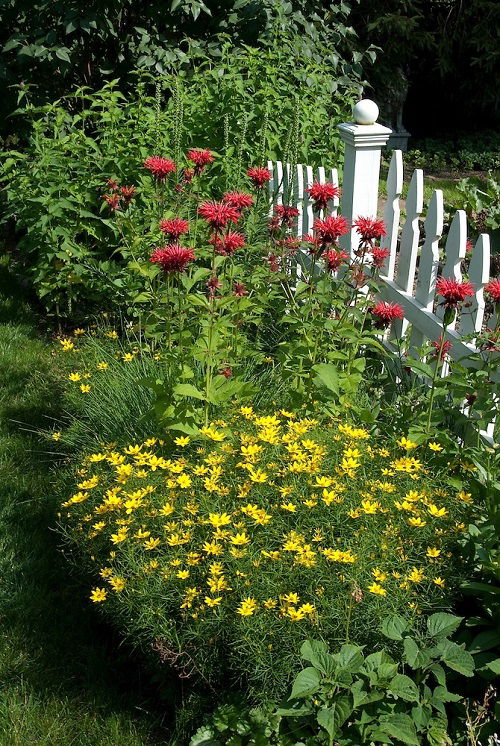 Bee Balm Companion Plants in fence