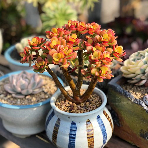 jade plant with red leaves in pot