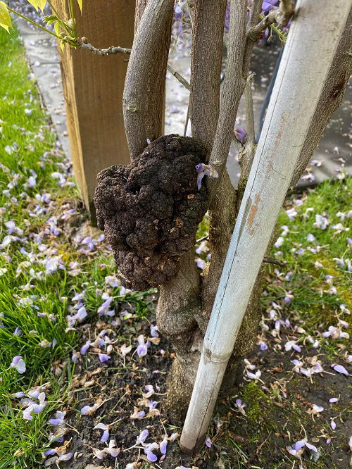 crown gall disease on wisteria