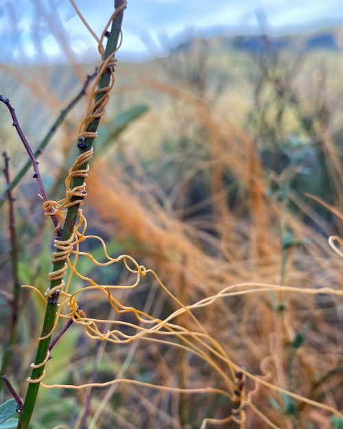 Plants that Look Like Noodles 