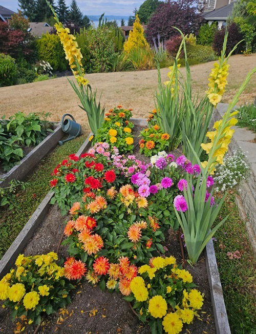 Grow A Cut Flower Garden From Seeds