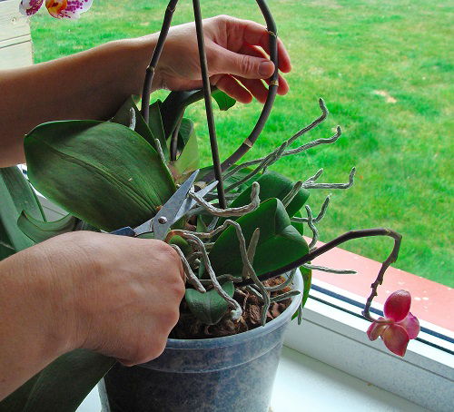 How to Prune Houseplants 7