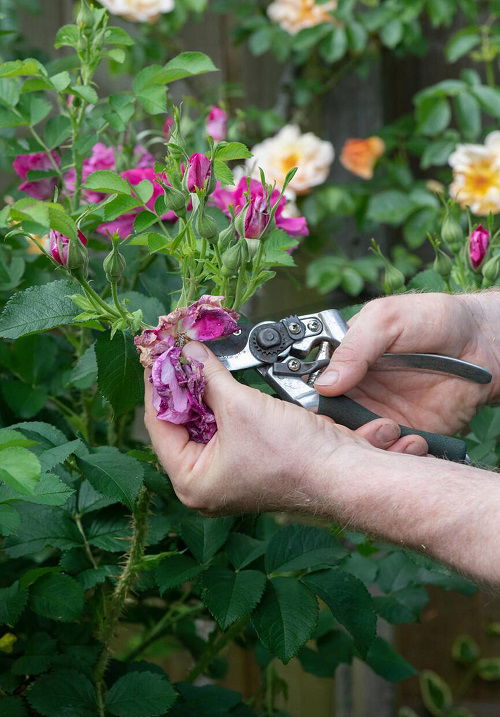 How To Deadhead Roses the Right Way 1