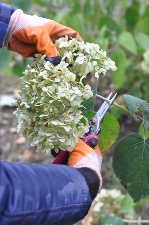 deadheading hydrangea flowers