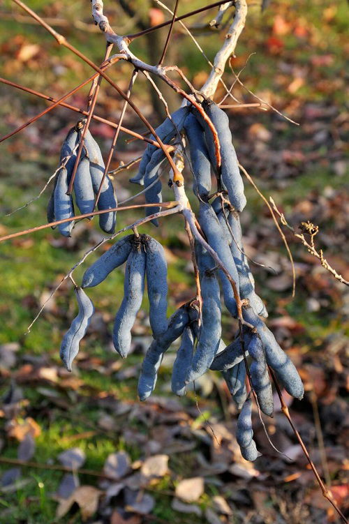 Dead Man's Fingers Plant With Bizarre Name