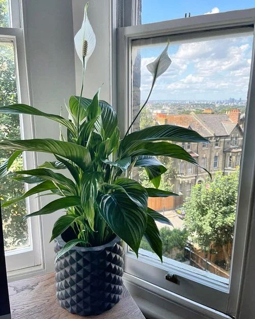 rotating the plant for proper sunlight 