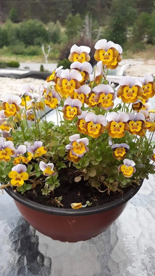 Winter Pansy Varieties for garden 