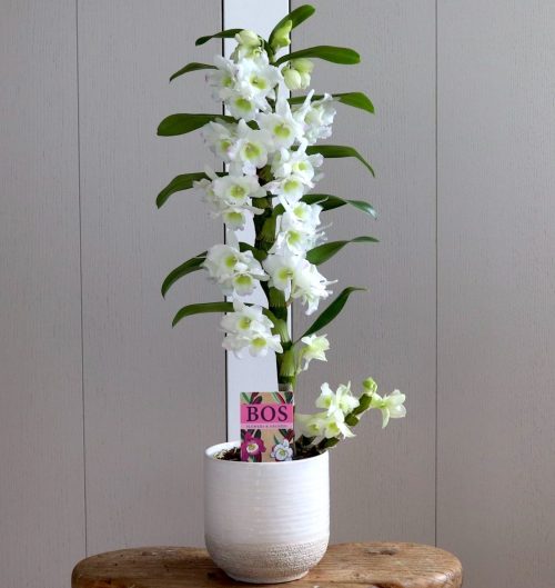 Dendrobium Orchids Hawaiian Flower