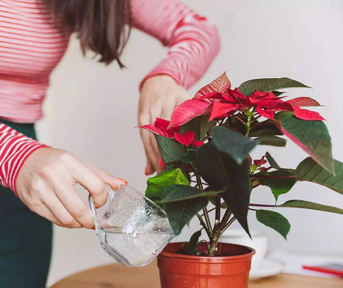 lady watering a potted plant