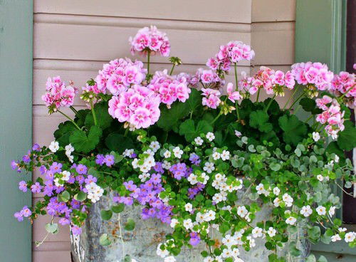 Plants for Window Boxes ideas