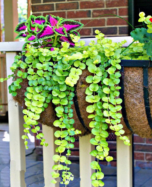 Plants for Window Boxes hanging 