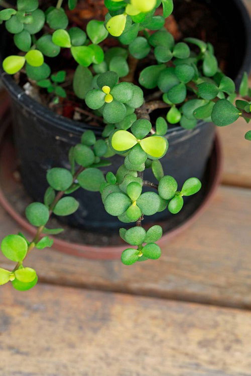 leaves of elephant bush or dwarf jade plant