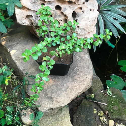 leaves of elephant bush or dwarf jade plant in pot 2