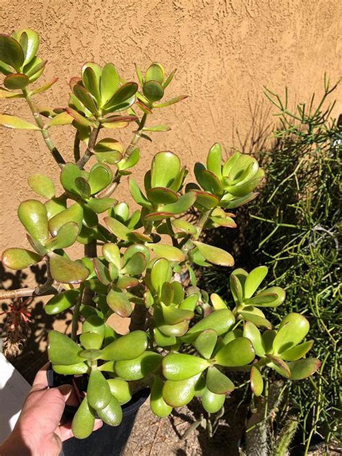 Crassula ovata "The Real Jade Plant"