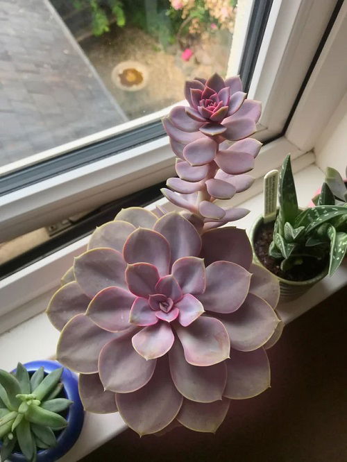 succulents that change color 4