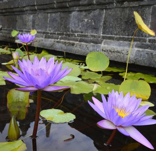 Blue Lotus Flower in water