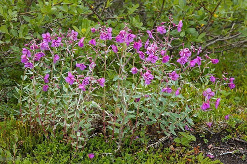  amazing Weeds with Pink Flowers