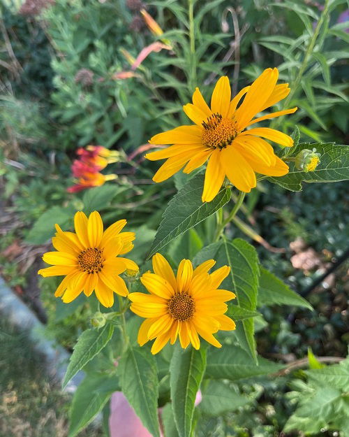 black eyed susan lookalike flowers 4