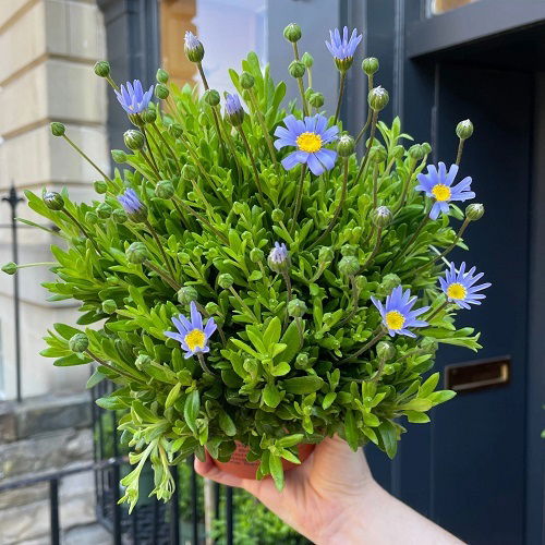 Amazing Blue Flowers for the Garden 4