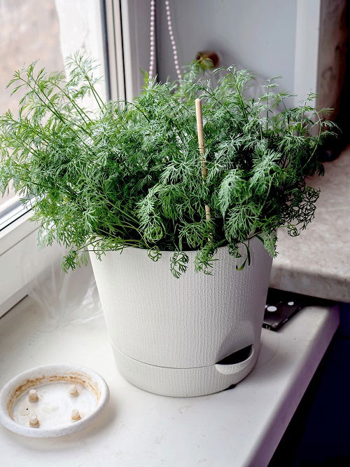 Fast Growing Herbs You Can Grow From Seeds near Window